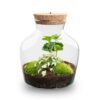 Little Joe - Terrarium With Light - Bottle Garden Diy Kit - Ø 20 Cm ↑ 22 Cm – Image 6