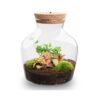 Little Joe - Terrarium With Light - Bottle Garden Diy Kit - Ø 20 Cm ↑ 22 Cm – Image 7