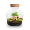 Little Joe - Terrarium With Light - Bottle Garden Diy Kit - Ø 20 Cm ↑ 22 Cm – Image 8