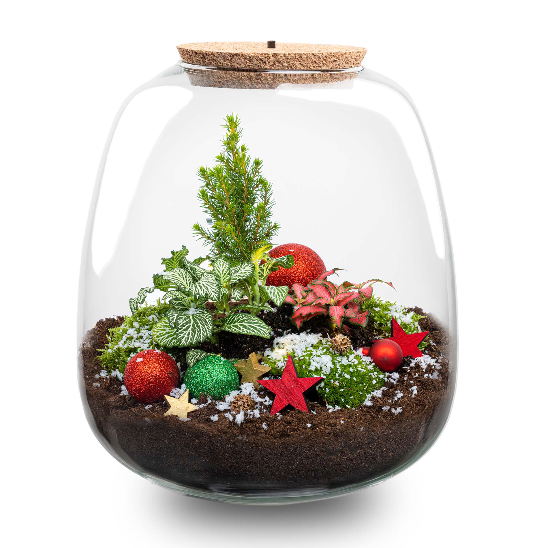 Kit Terrarium de Noël – Ø 23 Cm ↑ 25 Cm