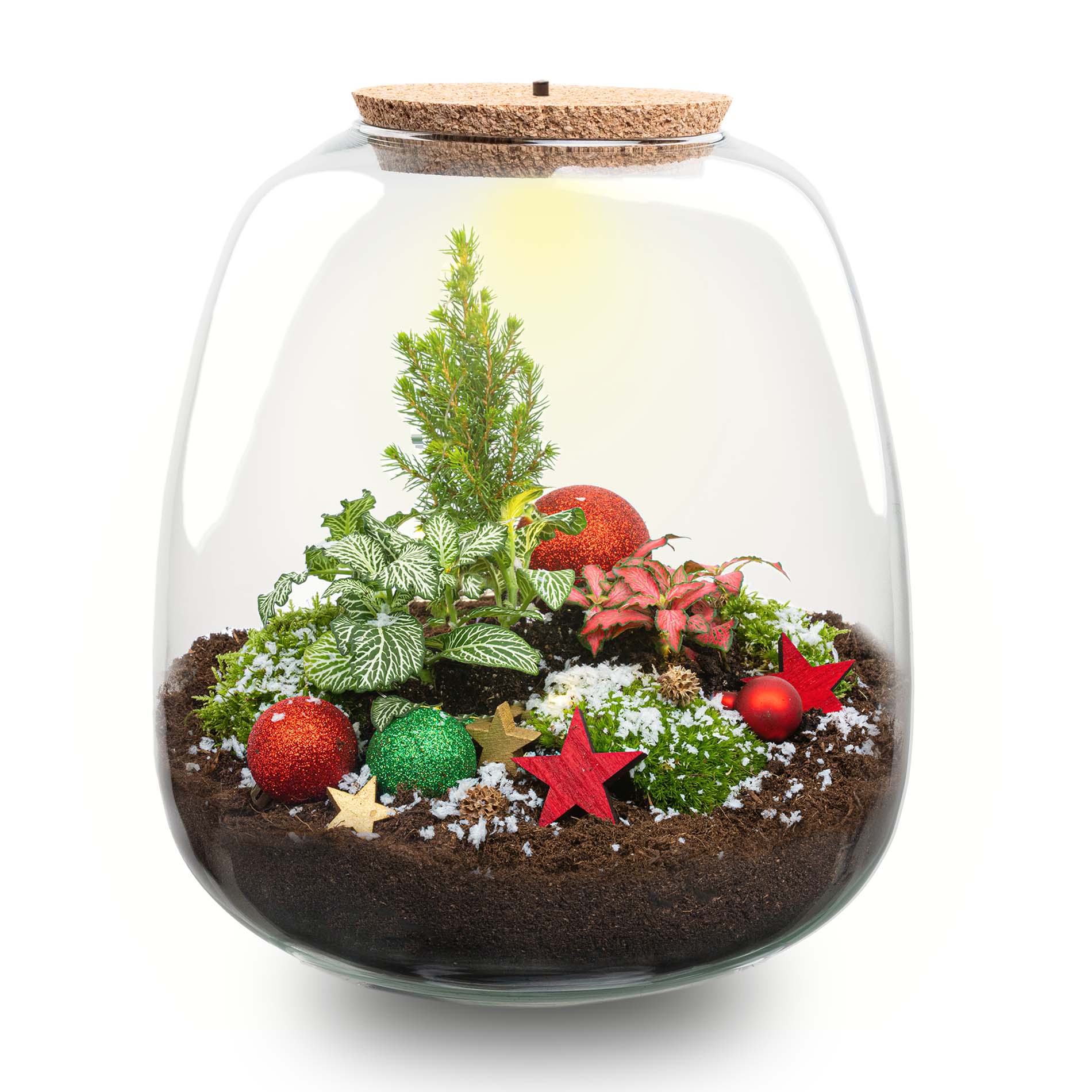 Kit Terrarium de Noël - Ø 23 Cm ↑ 25 Cm – Image 4
