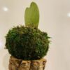 Mossi mini Hoya – Image 2