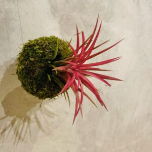 Mossi Air IONANTHA ROUGE