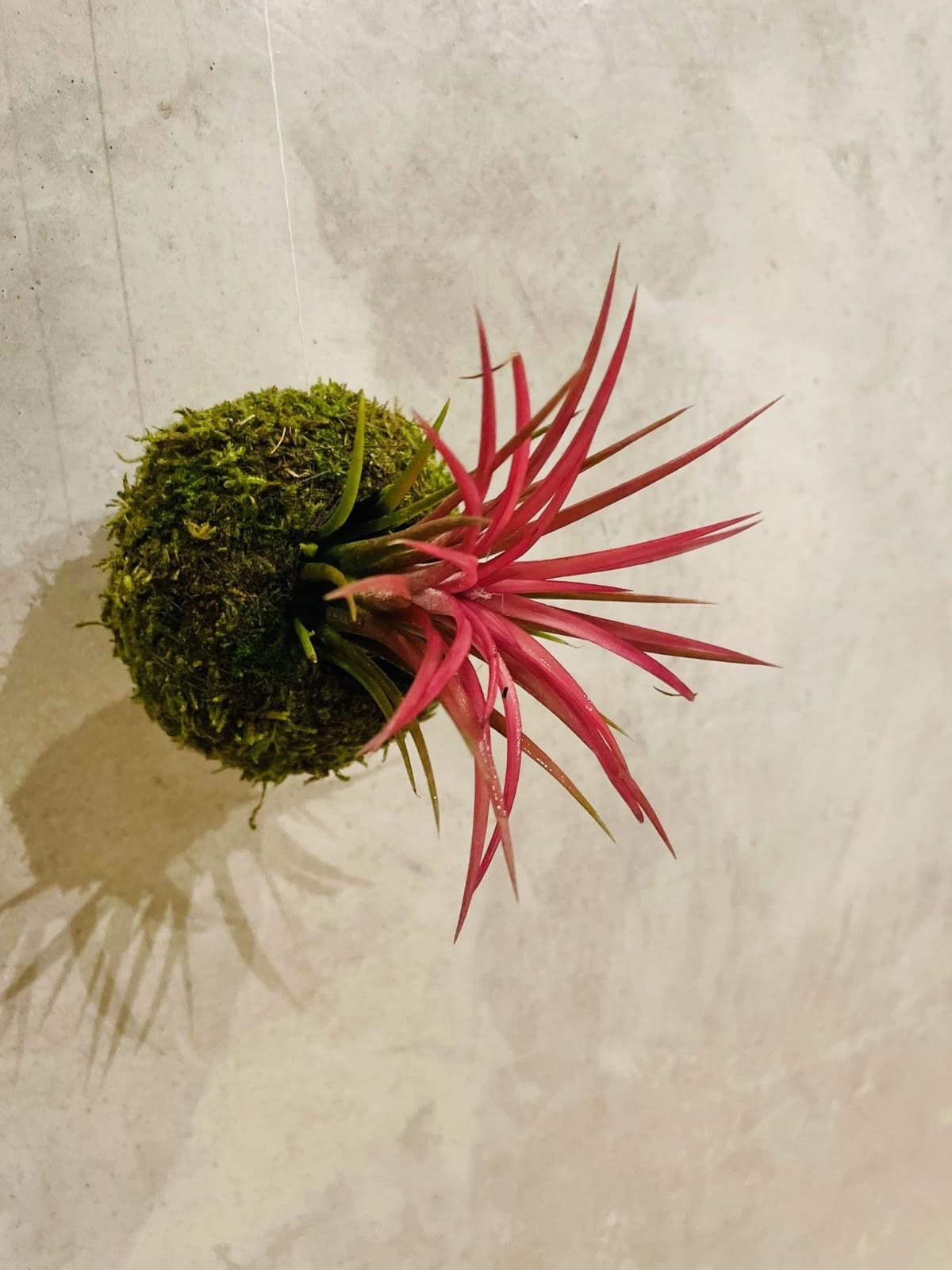 Mossi Air IONANTHA ROUGE