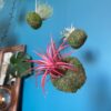 Mossi Air Plant