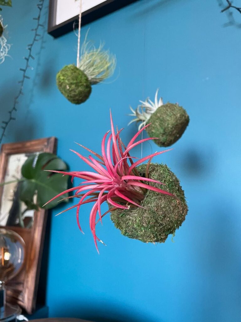 Mossi Air Plant