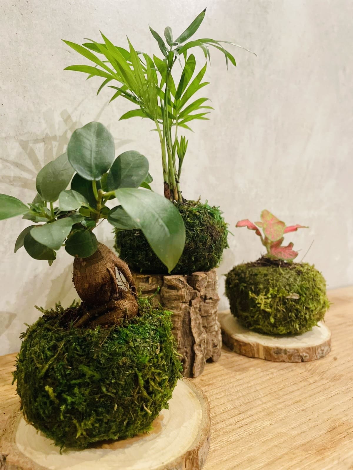 Mossi Mini palmier – Image 2