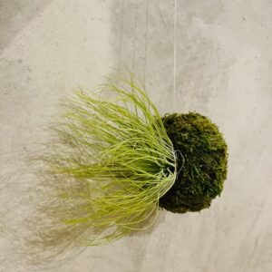 Mossi Air Tillandsia Andreana