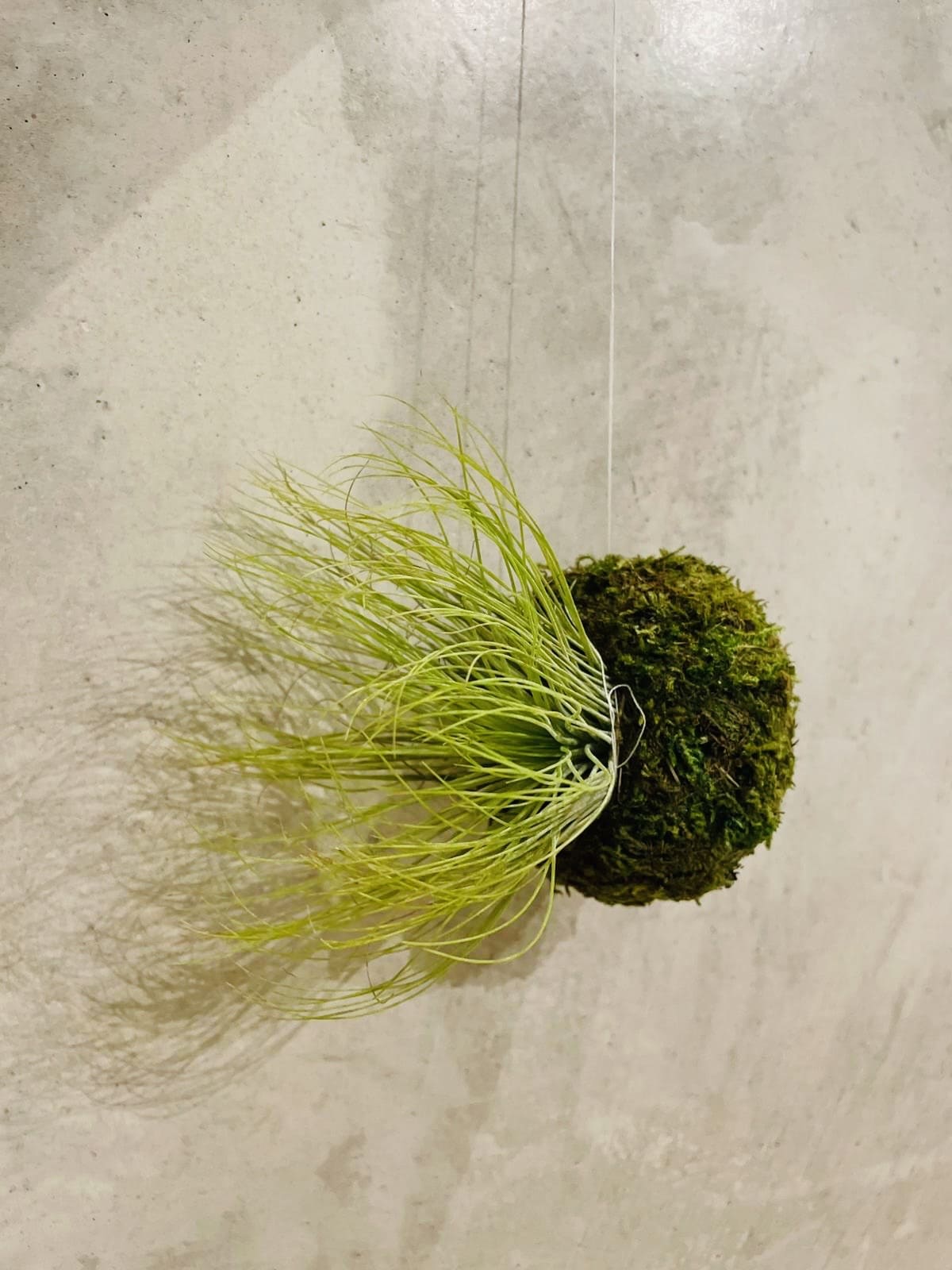 Mossi Air Tillandsia Andreana