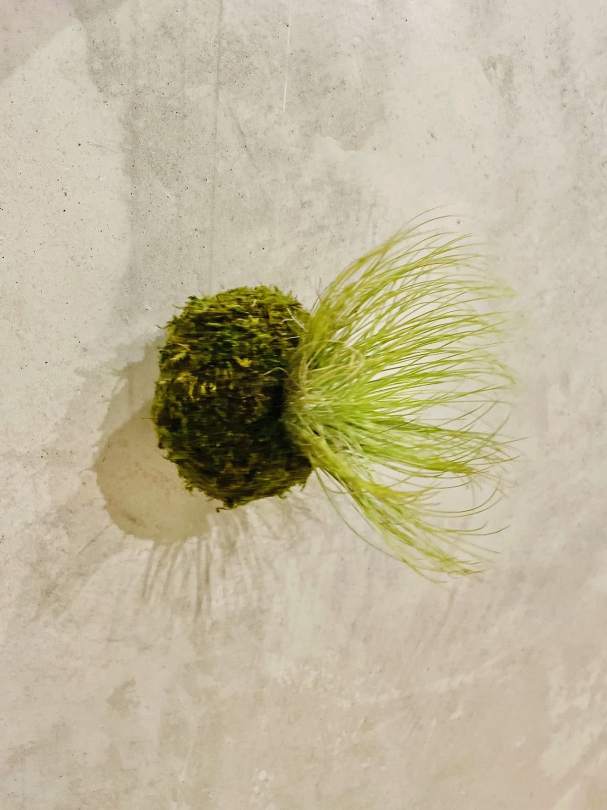 Mossi Air Tillandsia Andreana – Image 2