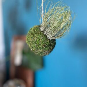 tillandsia air plant Mossi Air