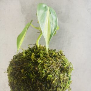 Découvrez cette création végétale unique qui allie l’art ancestral japonais du kokedama à l’élégance naturelle