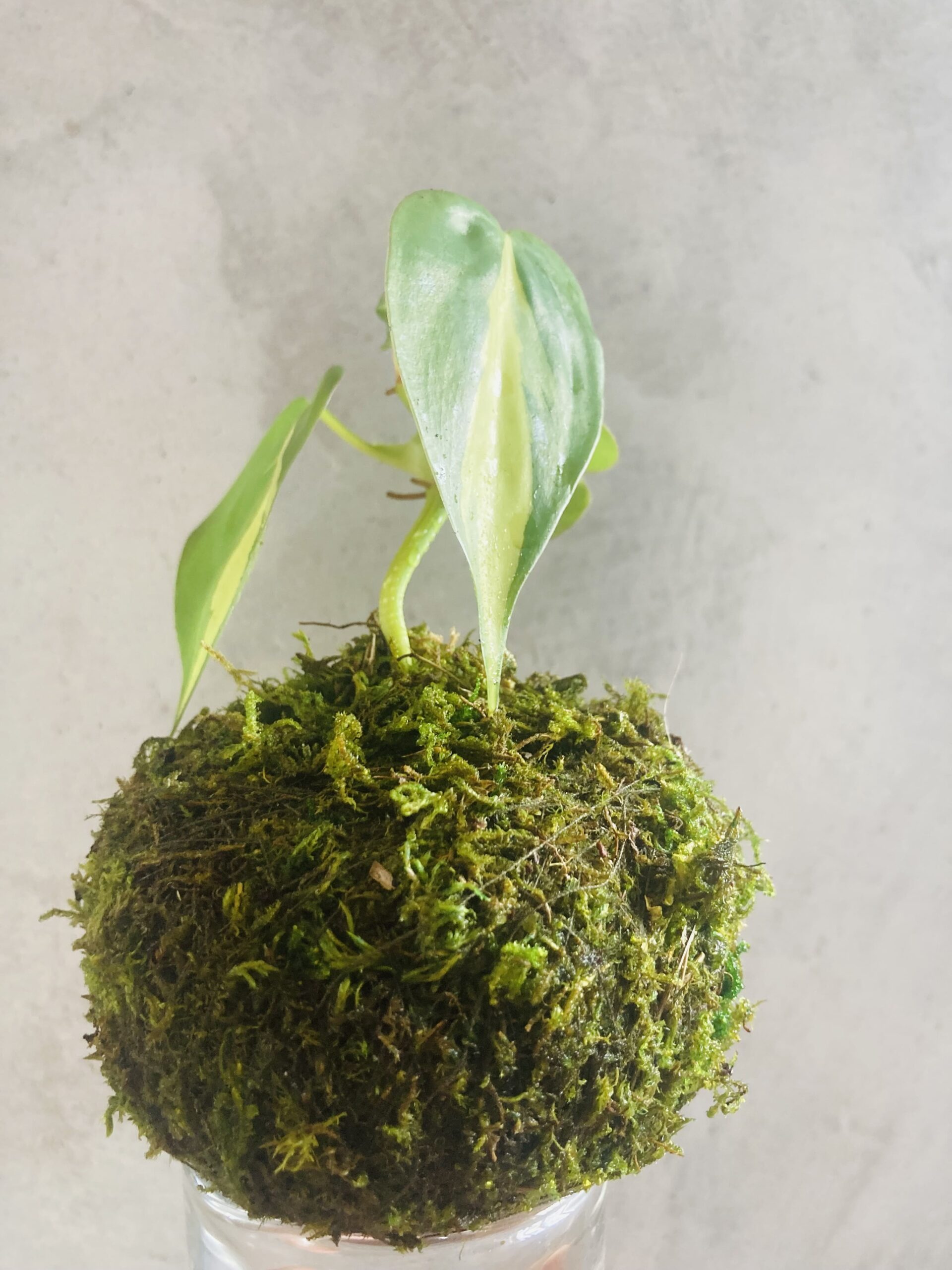 Découvrez cette création végétale unique qui allie l’art ancestral japonais du kokedama à l’élégance naturelle