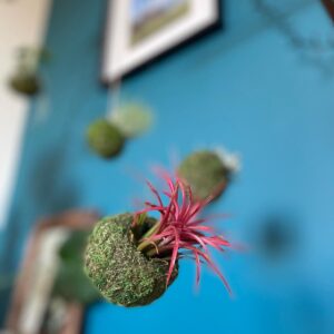 création kokedama Mossi air plant