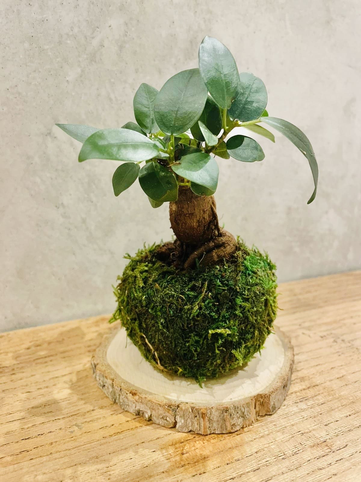 Mossi Mini bonsai ficus