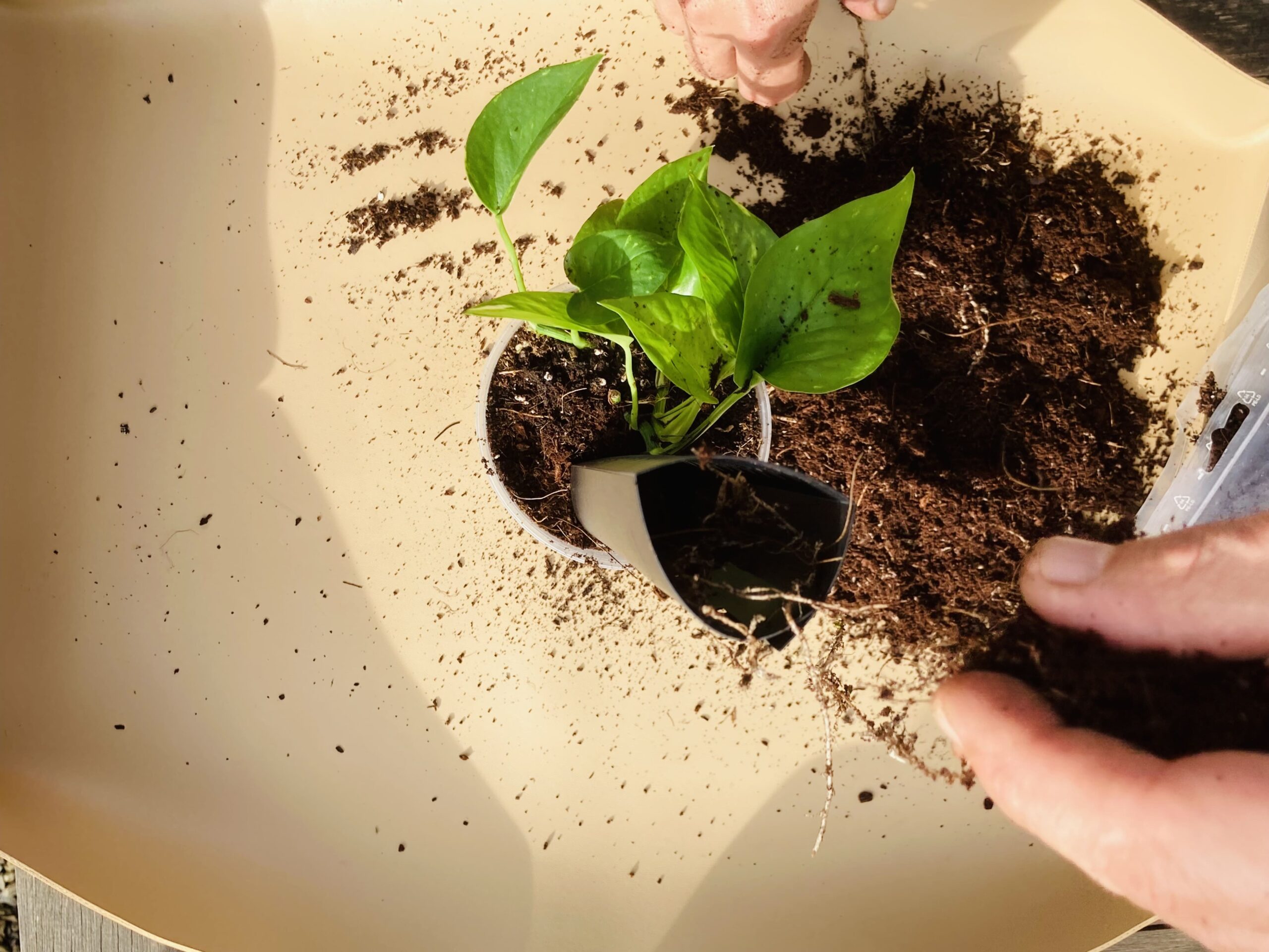 Rempotage : 10 Signes Que Votre Plante a Besoin d’un Nouveau Substrat