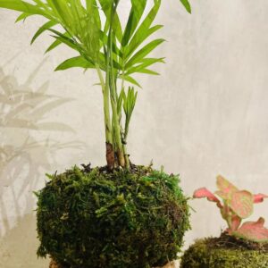 Mossi Mini palmier