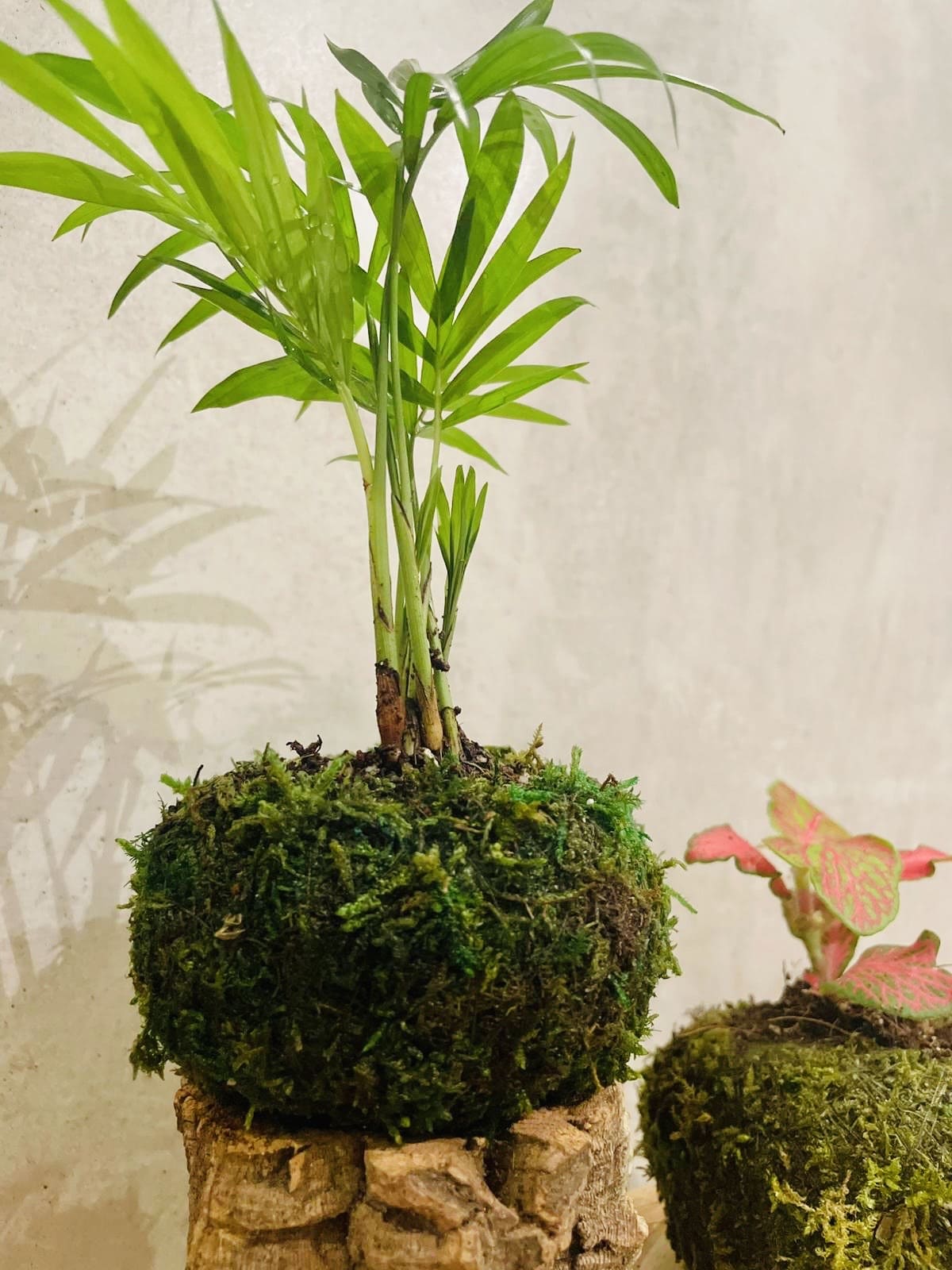 Mossi Mini palmier