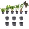 Mini Plant Set 6 - Includes 6X Pot Boule Anthracite – Image 2