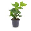 Mini Plant Set 6 - Includes 6X Pot Boule Anthracite – Image 4