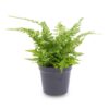 Mini Plant Set 6 - Includes 6X Pot Boule Anthracite – Image 7