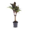 Mini Plant Set 6 - Includes 6X Pot Boule Anthracite – Image 8
