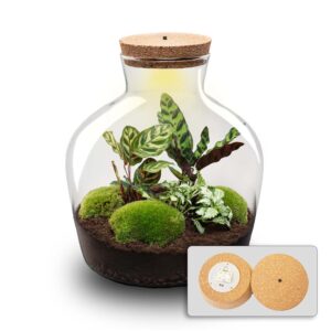 Terrarium en kit - Ø 29 Cm ↑ 30 Cm
