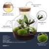 Terrarium en kit - Ø 29 Cm ↑ 30 Cm – Image 2