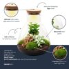 Terrarium Sam - Ø 24,5 Cm ↑ 30 Cm - Relatiegeschenk – Image 2