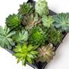 Succulent Mix - en pot de 6 Cm Pots
