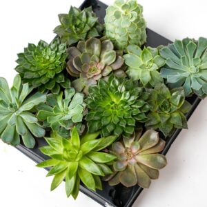 Succulent Mix - en pot de 6 Cm Pots