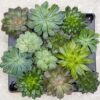Succulent Mix - en pot de 6 Cm Pots – Image 10