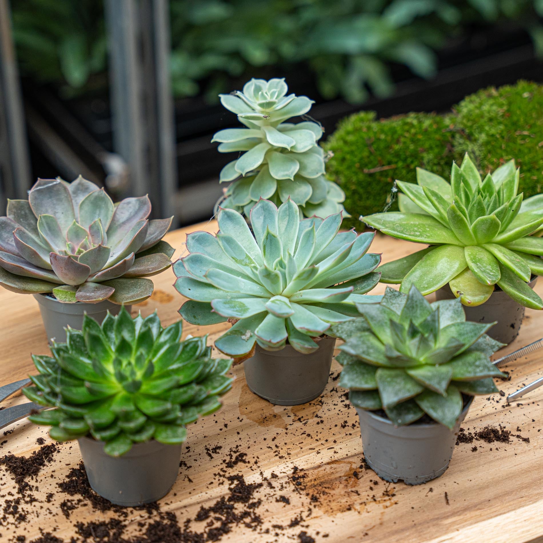 Succulent Mix - en pot de 6 Cm Pots – Image 2
