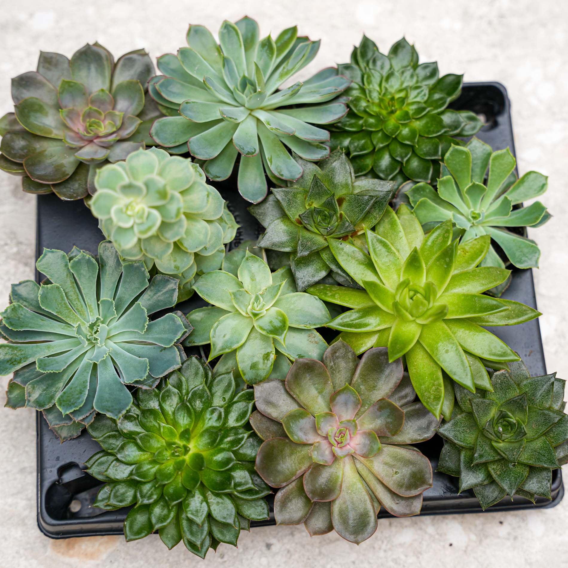 Succulent Mix - en pot de 6 Cm Pots – Image 3