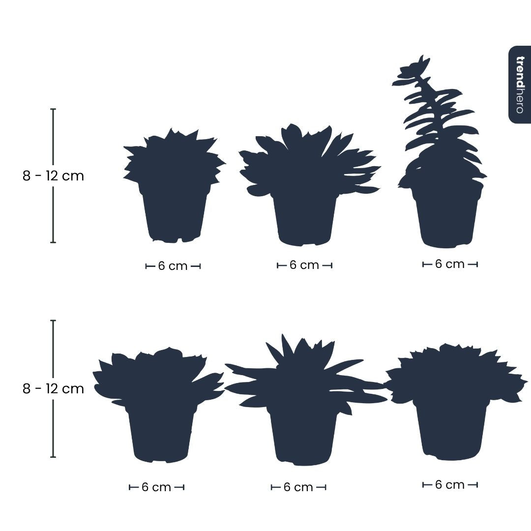 Succulent Mix - en pot de 6 Cm Pots – Image 4