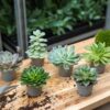 Succulent Mix - en pot de 6 Cm Pots – Image 5
