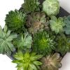 Succulent Mix - en pot de 6 Cm Pots – Image 6