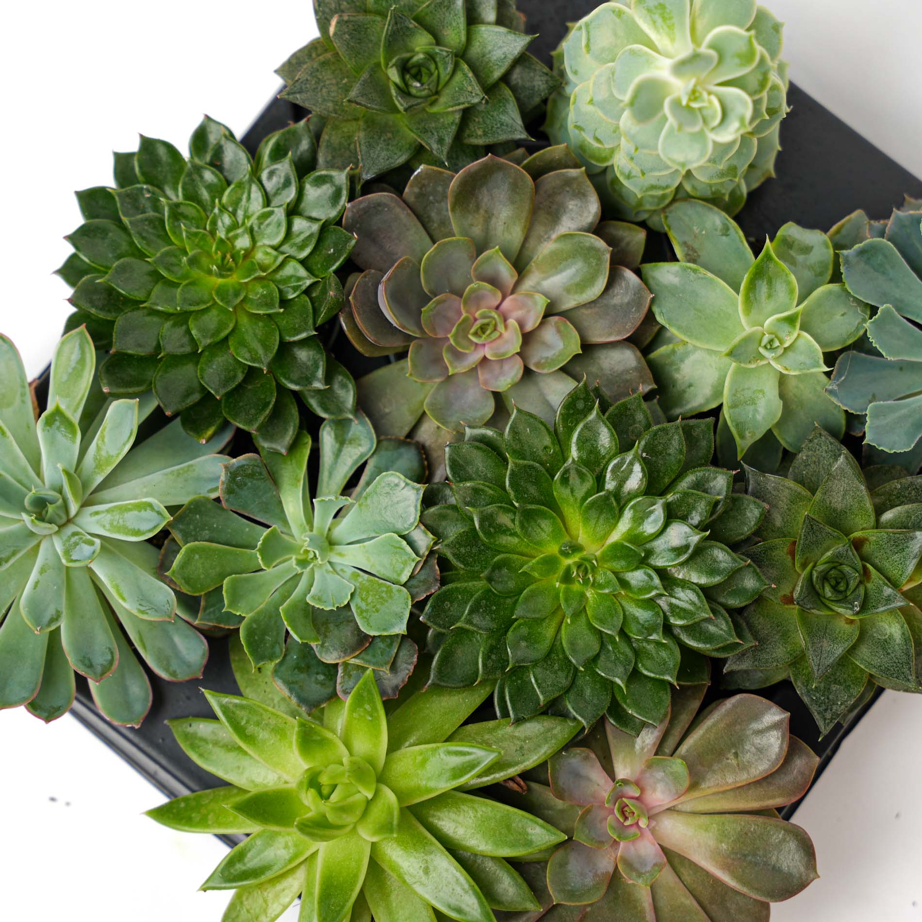 Succulent Mix - en pot de 6 Cm Pots – Image 6