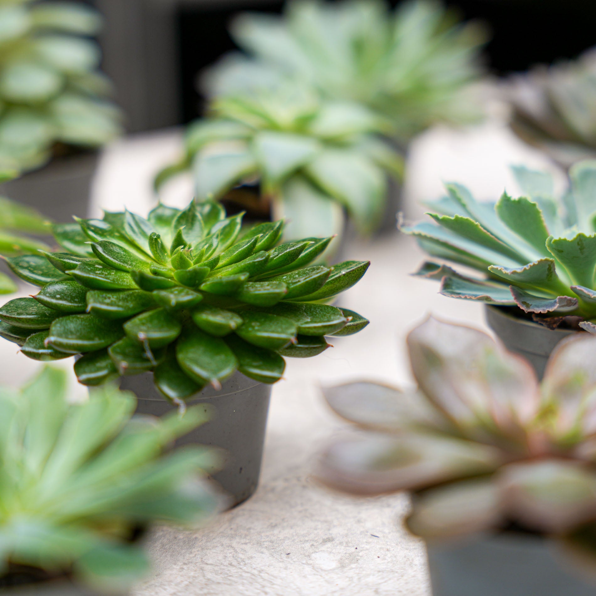 Succulent Mix - en pot de 6 Cm Pots – Image 7