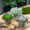 Succulent Mix - en pot de 6 Cm Pots – Image 8