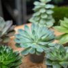 Succulent Mix - en pot de 6 Cm Pots – Image 9