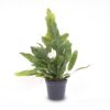 Phlebodium Blue Star - Pot Size 6 - Baby Plant - Terrarium Plant – Image 2