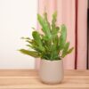 Phlebodium Blue Star - Pot Size 6 - Baby Plant - Terrarium Plant – Image 4