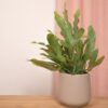 Phlebodium Blue Star - Pot Size 6 - Baby Plant - Terrarium Plant – Image 5