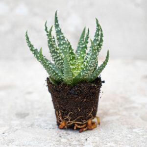 Aloe Humilis Potsize 5.5 Cm