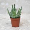 Aloe vera mini 5.5 Cm – Image 3