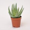 Aloe vera mini 5.5 Cm – Image 4