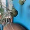 MOSSI AIR - Kokedama Tillandsia Juncea – Image 2