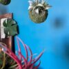 Mossi Air tillandsia ionantha – Image 2