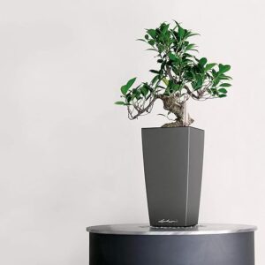 pot plante design arrosage automatique
